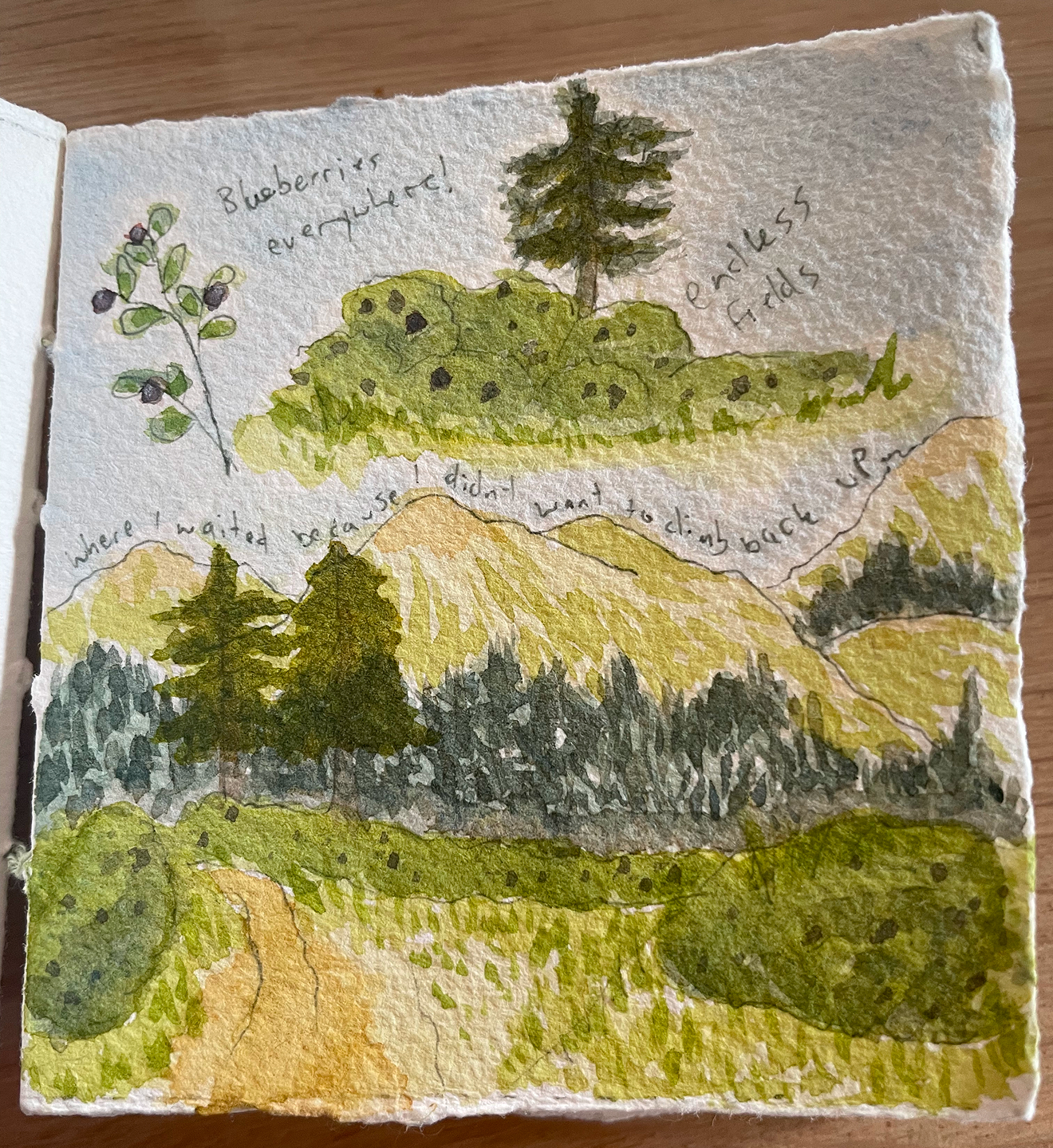 blueberry watercolour