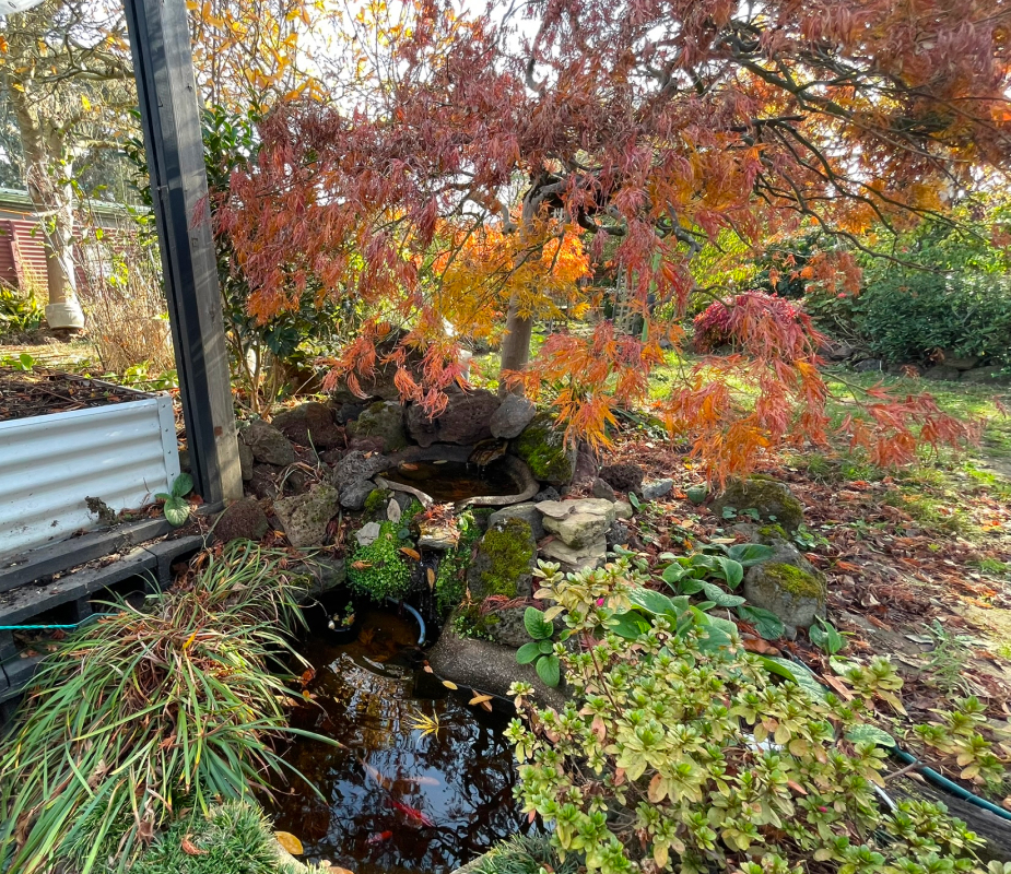 pond